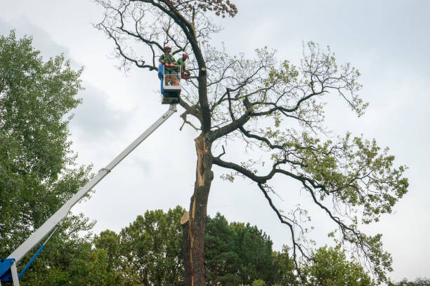 How Our Tree Care Process Works  in  Ebensburg, PA