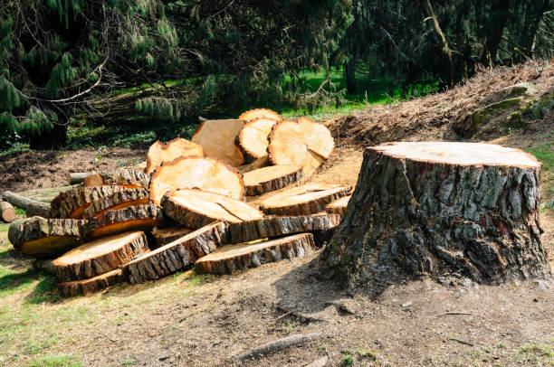 Trusted Ebensburg, PA Tree Care Experts